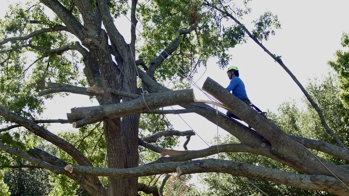 Professional Crown Thinning performed by certified arborists in Saxe