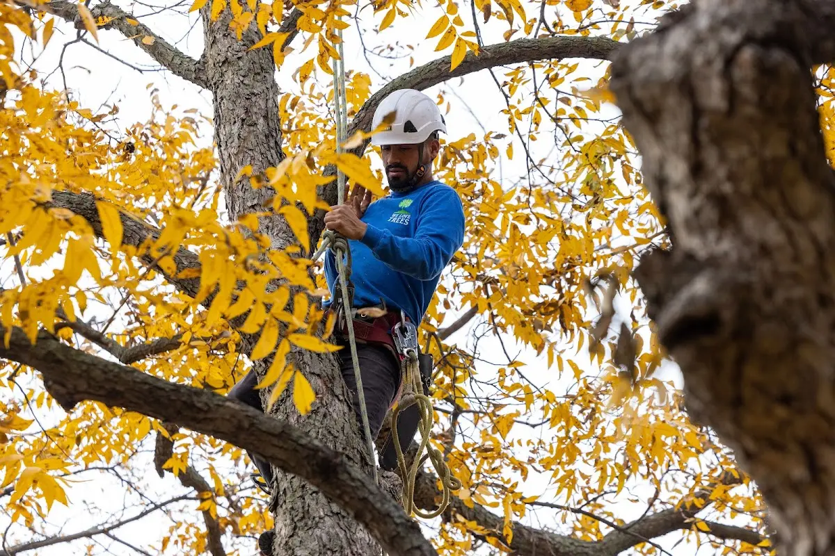 Skilled Tree Pruning crew working in Saxe